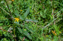 Podosphaera ferruginea