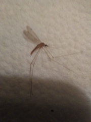 Nematocera