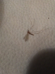 Nematocera