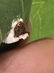 Pulvinaria innumerabilis