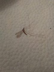 Nematocera