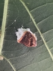 Pulvinaria innumerabilis