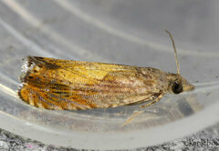 Dichrorampha bittana