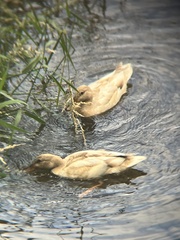 Anas platyrhynchos domesticus