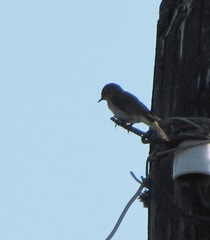 Muscicapa striata