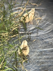 Anas platyrhynchos domesticus