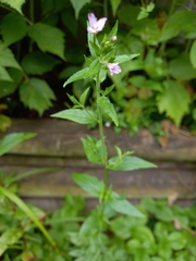 Epilobium montanum