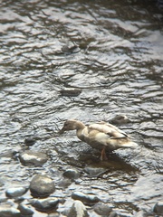 Anas platyrhynchos domesticus