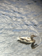 Anas platyrhynchos domesticus