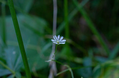 Microbotryum stellariae