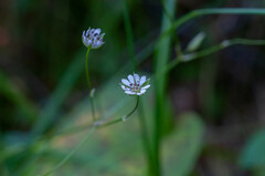 Microbotryum stellariae