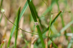 Microbotryum stellariae
