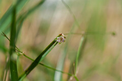 Microbotryum stellariae