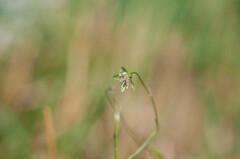 Microbotryum stellariae