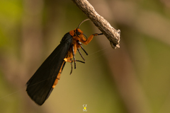 Gnamptonychia ventralis