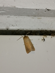 Mythimna pallens