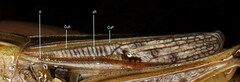 Stenobothrus bolivarii