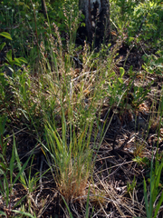 Poa cusickii