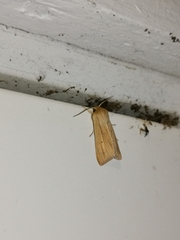 Mythimna pallens