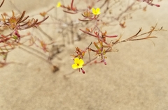 Camissonia strigulosa