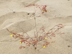 Camissonia strigulosa