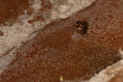 Eutrepsia haemataria