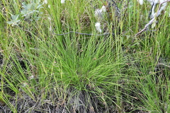 Carex nigra juncea