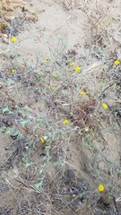 Lessingia germanorum