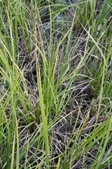 Carex aquatilis