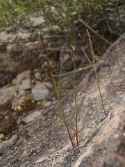 Poa glauca