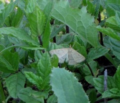 Psammotis pulveralis