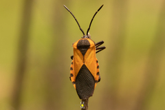 Sephina