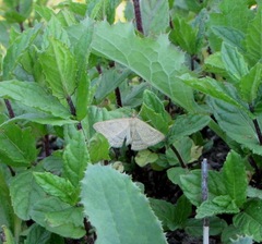 Psammotis pulveralis