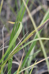 Carex aquatilis