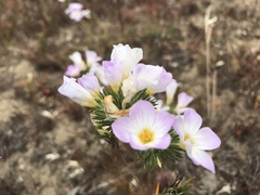 Leptosiphon grandiflorus
