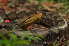 Reticulated Python photo 4