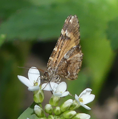 Epirrhoe plebeculata