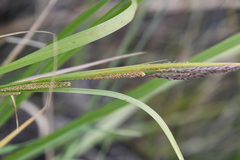 Carex aquatilis