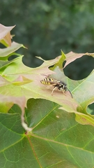 Vespula vulgaris