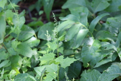 Chenopodiastrum simplex