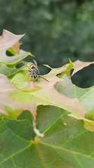 Vespula vulgaris