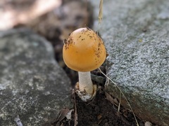 Amanita subnudipes
