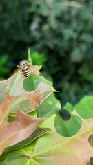 Vespula vulgaris