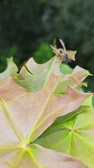 Vespula vulgaris