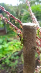 Syntomacris guttulosa