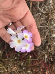 Leptosiphon grandiflorus