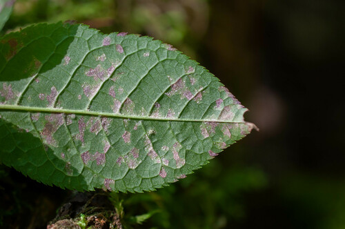 Cherry-Spruce Rust