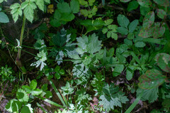 Aecidium ranunculi-acris
