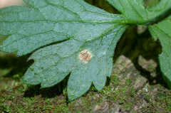 Aecidium ranunculi-acris
