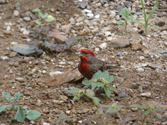 Haemorhous mexicanus